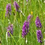 Attēlu rezultāti vaicājumam “Stachys palustris”