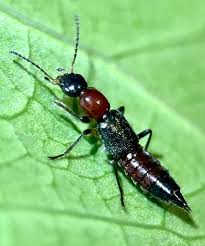 Attēlu rezultāti vaicājumam “Agelastica alni larva”