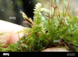 Attēlu rezultāti vaicājumam “Plagiothecium denticulatum”