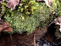 Attēlu rezultāti vaicājumam “Calypogeia fissa”