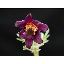 Attēlu rezultāti vaicājumam “Pulsatilla pratensis flower”