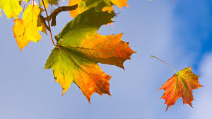 Attēlu rezultāti vaicājumam “leaf”