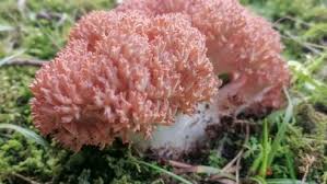 Attēlu rezultāti vaicājumam “Trichia botrytis var. cerifera macro”