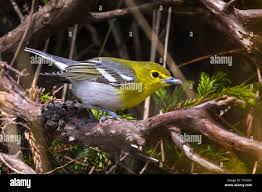 Image result for Vireo flavifrons