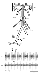 Image result for Cancer borealis