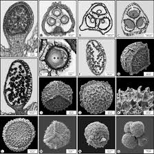 Attēlu rezultāti vaicājumam “Seligeria donniana sporophyte”
