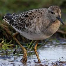 Attēlu rezultāti vaicājumam “Philomachus pugnax adult”