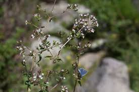 Attēlu rezultāti vaicājumam “Origanum vulgare bud”