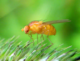 Attēlu rezultāti vaicājumam “Drosophila melanogaster”