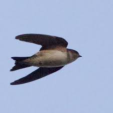 Attēlu rezultāti vaicājumam “Delichon urbicum adult”