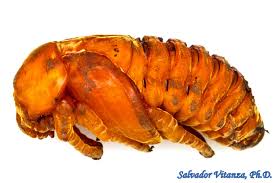 Attēlu rezultāti vaicājumam “Scardia boletella pupa”