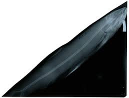 Image result for Elops saurus