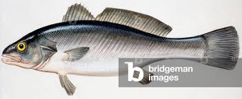 Image result for Argyrosomus regius