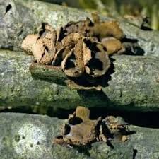 Attēlu rezultāti vaicājumam “Encoelia furfuracea”