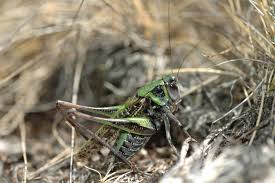 Attēlu rezultāti vaicājumam “Decticus verrucivorus”