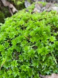 Attēlu rezultāti vaicājumam “Rhodobryum roseum”