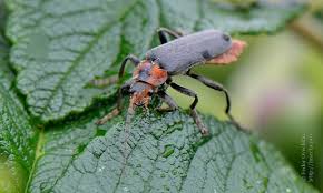 Attēlu rezultāti vaicājumam “Cantharis rustica imago”