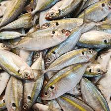Image result for ikan