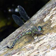 Attēlu rezultāti vaicājumam “Aeshnidae”