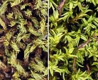 Attēlu rezultāti vaicājumam “Acaulon muticum”