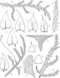 Attēlu rezultāti vaicājumam “Sciuro-hypnum”