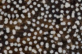 Attēlu rezultāti vaicājumam “Physarum diderma”