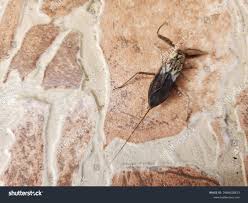 Attēlu rezultāti vaicājumam “Nepa cinerea imago”