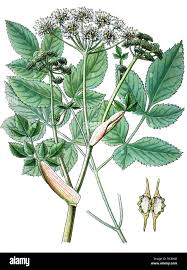 Image result for Angelica silvestris