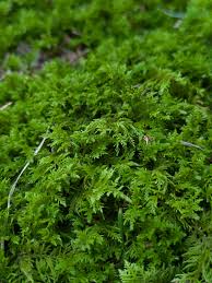 Attēlu rezultāti vaicājumam “Thuidium delicatulum”