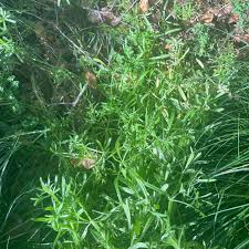 Attēlu rezultāti vaicājumam “Cribraria languescens stalked”