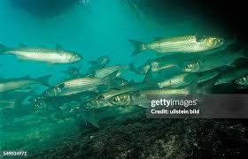 Image result for Mugil curema