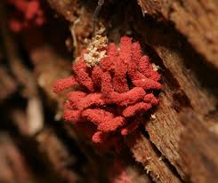 Attēlu rezultāti vaicājumam “Arcyria minuta macro”