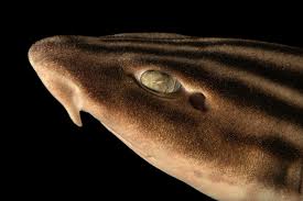 Image result for Poroderma africanum