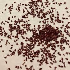 Attēlu rezultāti vaicājumam “Oxycoccus microcarpus leaf”