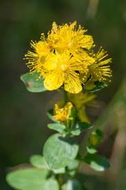 Attēlu rezultāti vaicājumam “Hypericum maculatum”