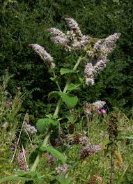 Attēlu rezultāti vaicājumam “Mentha x verticillata leaf”