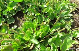 Attēlu rezultāti vaicājumam “Plantago major subsp. intermedia”