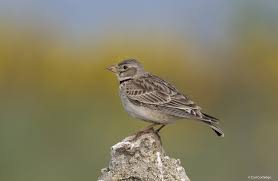 Image result for Melanocorypha calandra