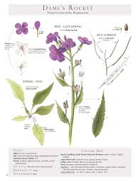 Attēlu rezultāti vaicājumam “Hesperis matronalis bud”
