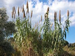 Attēlu rezultāti vaicājumam “Diderma roanense stalked”