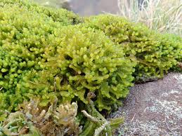 Attēlu rezultāti vaicājumam “Barbilophozia attenuata”