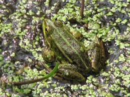 Attēlu rezultāti vaicājumam “Pelophylax”