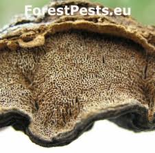 Attēlu rezultāti vaicājumam “Phellinus ferruginosus”