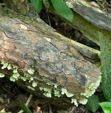 Attēlu rezultāti vaicājumam “Trichaptum abietinum”