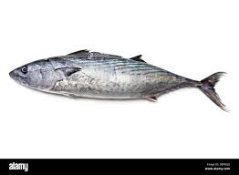 Image result for Sarda sarda