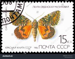 Attēlu rezultāti vaicājumam “Catocala sponsa”