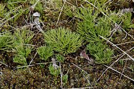 Attēlu rezultāti vaicājumam “Diphasiastrum tristachyum”