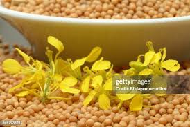 Attēlu rezultāti vaicājumam “Sinapis alba fruit”