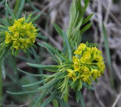 Attēlu rezultāti vaicājumam “Euphorbia virgata flower”