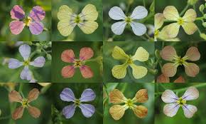 Attēlu rezultāti vaicājumam “Raphanus raphanistrum flower”